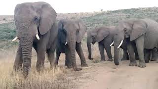 Famous Thula Thula elephants: Nana, Frankie, Mandla, ET and more ! Video by ranger Muzi
