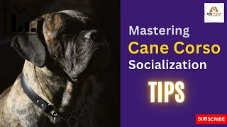 Information Mastering Cane Corso Socialization: A Guide for Owners Update