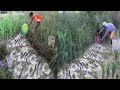 Top 2 Finding Fishing Videos - Best Using Basket For Catch A Lot Of Catfish On Mud Soil - tyriq 1256