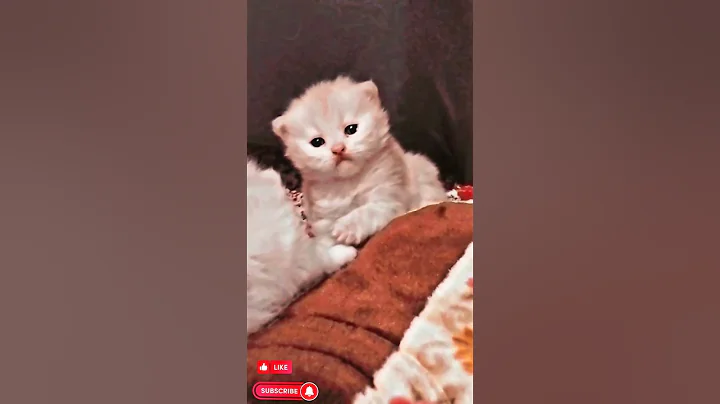 Watch the video about Gattu 😂 #cat #vlogger #catcute #catlover #calicocat #youtube #calico #cutecat #pet #shorts