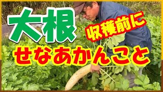 Things you need to do before harvesting radishes!