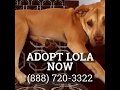 Yellow Labrador Retriever Shar Pei Mix For Adoption in Chicago IL
