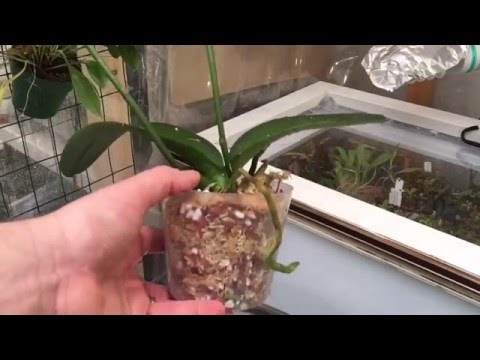 PHALAENOPSIS