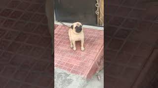 PUG DOG BARKING ON ACTIVE  #shortvideo #pug #dog #doglover #pet