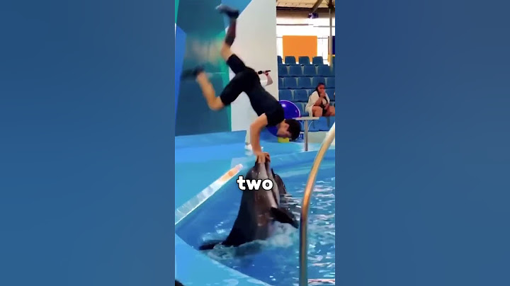 Dolphin Trick That Is Insane 😱 (@umer2m)