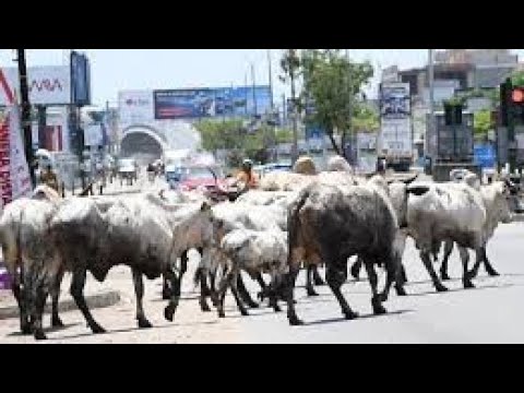 Cattle Take Over Major Streets In Accra