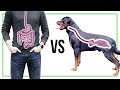 Dog Stomach Vs Human Stomach 