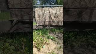 Гортензии!#гортензии #garden #shorts