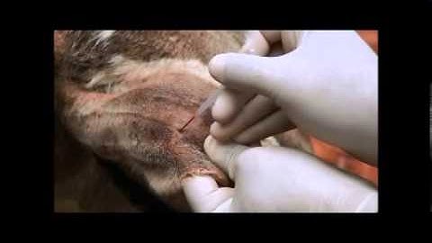 Rapid FMD NSP antibody testing