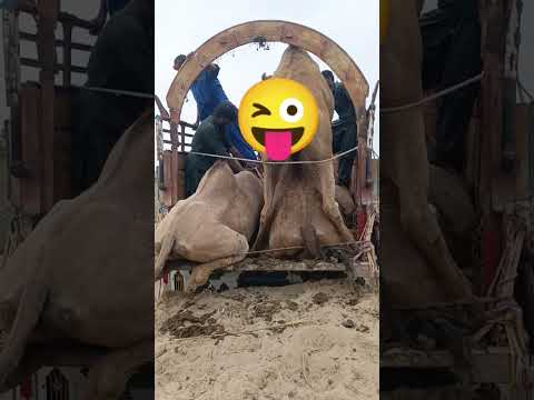 صراع الإنسان والجمال في الصحراء