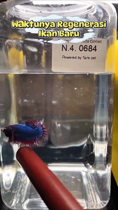 Juara Kontes Ikan Cupang SSBC 2025 #shorts #ikancupang #viral #kontesikan #bettafish