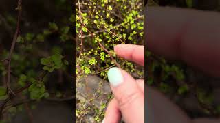 Иглы для порчи не только стальные.!Ещё Акация дает нам чудо иголочки! #погост #магия #природа #видео