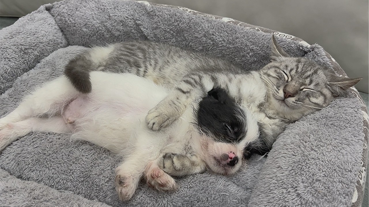 Orphaned Puppy Believes Cat Who Adopted Her Is The Best Mom In The World — So Heartwarming
