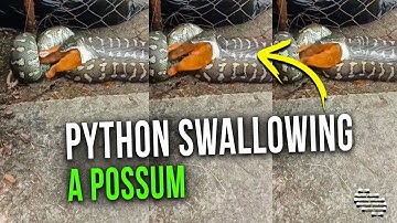 Carpet Python Slowly Swallowing a Ring-Tailed Possum
