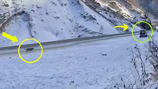 In a snowy canyon, a crying mama dog chased cars for help for her endangered puppy by Animal Shelter 266,503 views 4 weeks ago 8 minutes, 10 seconds