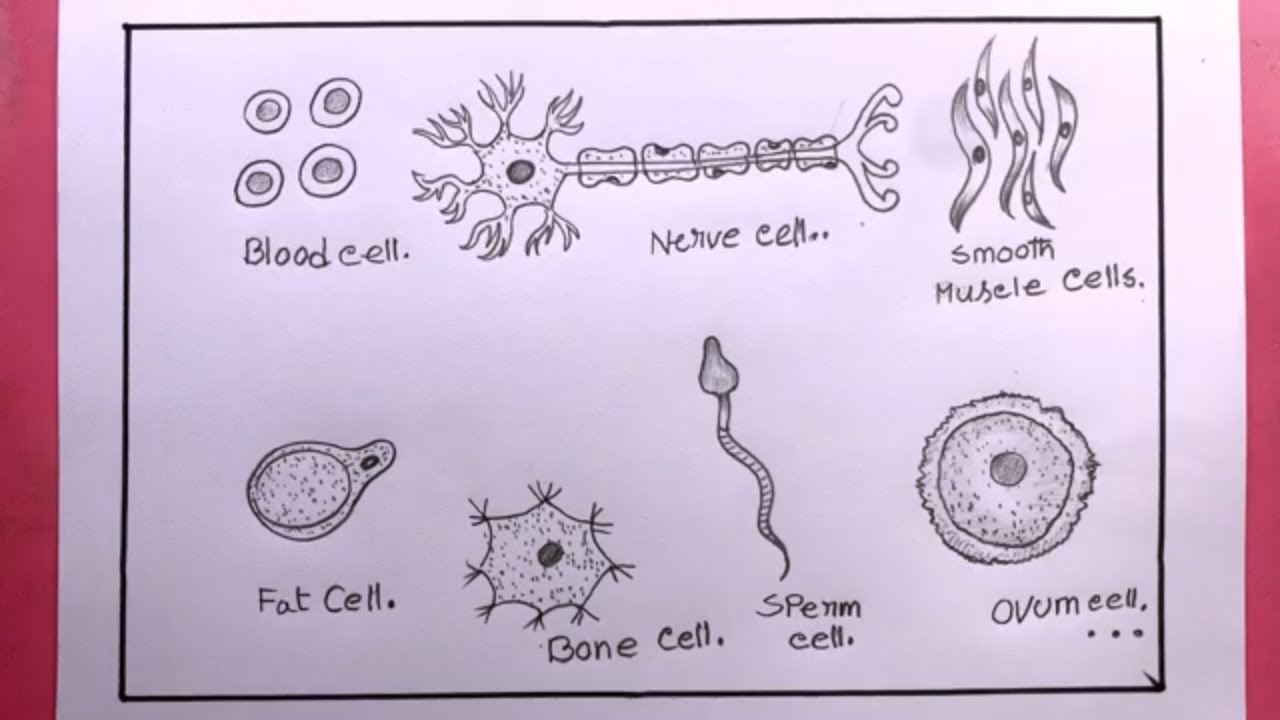 How To Draw Various Cells From Human Body/Drawing Various Cells From ...