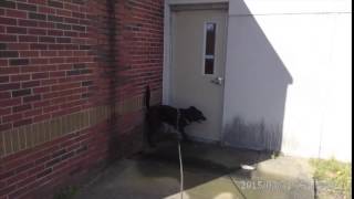 Trailing Urban & Human Contact Odor