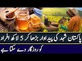 Honey= 5 Lac Jobs in Pakistan | Rich Pakistan