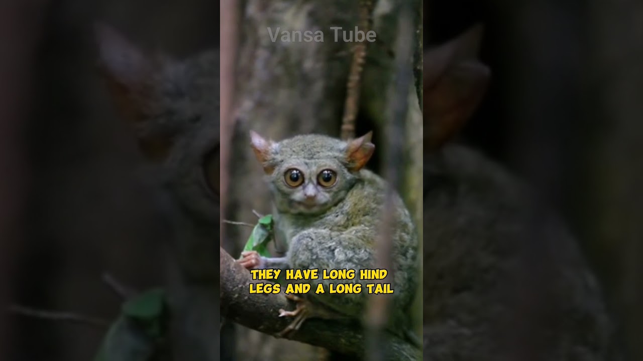 Tarsier: The Strangest Primate in the World  