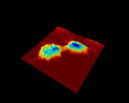 3D Cell division - Digital Holography - Holomonitor