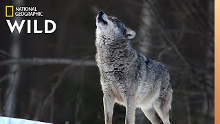 Wolves 101 | Nat Geo Wild Resimi