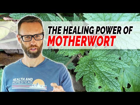 Video: Ce este planta motherwort - Cum să îngrijești plantele motherwort