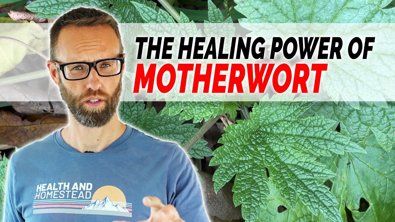 Motherwort Root Herb