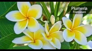 How to grow plumeria / champa from cuttings.