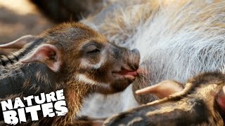 Could Mother Hog EAT Her Piglets?!  | The Secret Life of the Zoo | Nature Bites