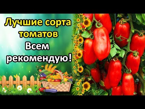 Video: Tomat Taurida