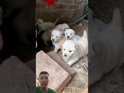 #pets #cutepuppy #funny thumbnail