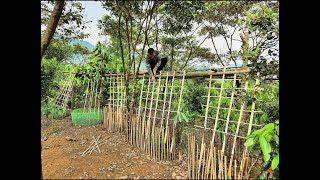 Making a trellis for gourds to climb and planting grapefruit trees - Daily life