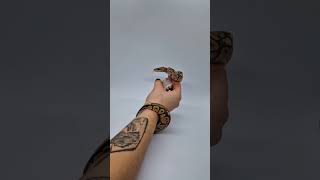 Python regius👑#ballpython#pythonregius#royalpython#python#pythons#snake#snakes#reptiles#lizards