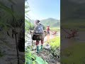 o Zé está preparando a terra na roça para plantar arroz