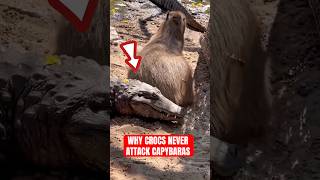 Why Crocodile Never Attack Capybaras The Truth Will Shock You