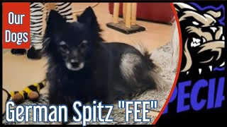 Deutscher Mittelspitz 'FEE' - Unsere Hunde by DOG SPECIAL 567 views 1 month ago 15 minutes