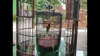 kata kata ne mas | story wa kicau mania