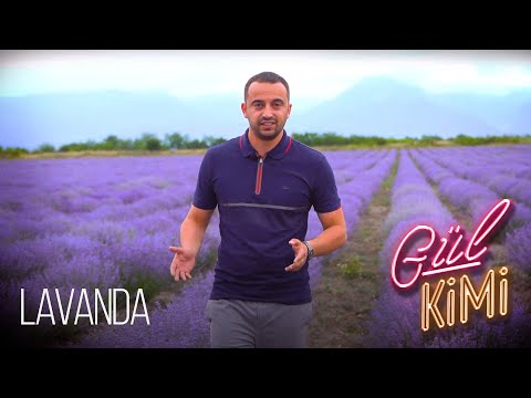 Video: Lavanda Bağını Necə Yaratmaq olar: Lavanda Çiçəkləri Bağını Əkmək