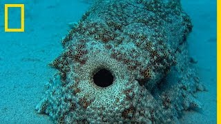 Le rôle des concombres de mer dans l'écosystème