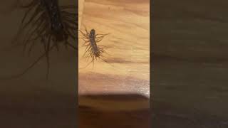 Centipede Crawling On The Floor
