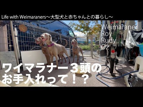 大型犬ワイマラナー３頭のお手入れ【モーニングルーティン】【倍速再生推奨】