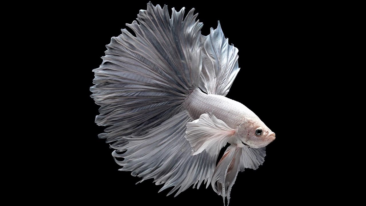 10 Most Beautiful Fishes on Planet Earth 
