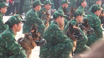 💪🐶Quân Khuyển tại Triển lãm Quốc phòng Quốc Tế Việt Nam 2024/Vietnam International Defence Expo 2024