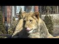 Lincoln Park Zoo Lion Cub Pilipili 1st Birthday has quality time with Dad Jabari March 15 2023