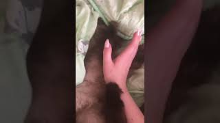 Дрессированный кот Дрессированный кот