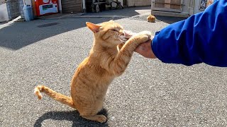 頭を撫でる時、手を抱きかかえて擦りつけてくる茶トラ猫が可愛過ぎる