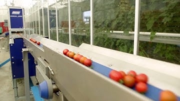 Cherry Tomatoes Sorting, grading and processing machines