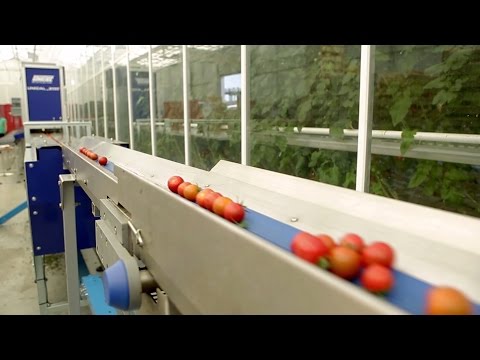 Cherry Tomatoes Sorting, grading and processing machines