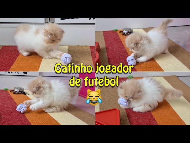 Adeus à bolinha: gatos já jogam no smartphone, mas isso é bom para eles? -  08/11/2020 - UOL TILT