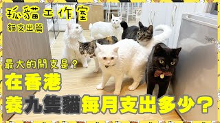 【孤貓工作室】之貓支出篇在香港養九隻貓每月支出究竟要多少最大的開支是